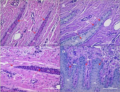 Laminar Inflammation Responses in the Oligofructose Overload Induced Model of Bovine Laminitis